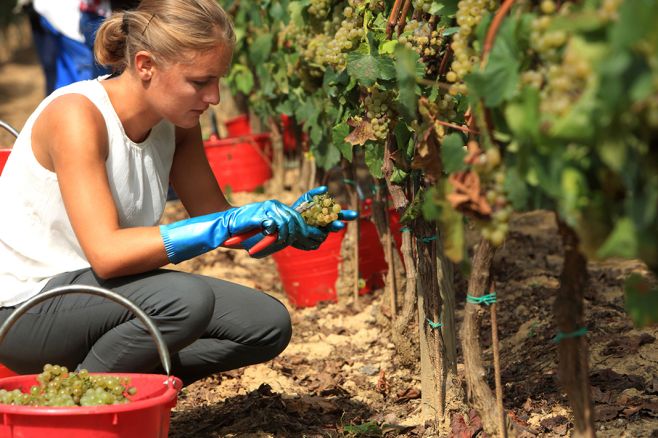 Poznáte príbeh za každou fľašou vína? U nás v TRIVINO spoznávame vinárov osobne – aj takto, keď sa v rukách miestnych...